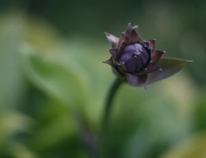 purple flower bud thumbnail