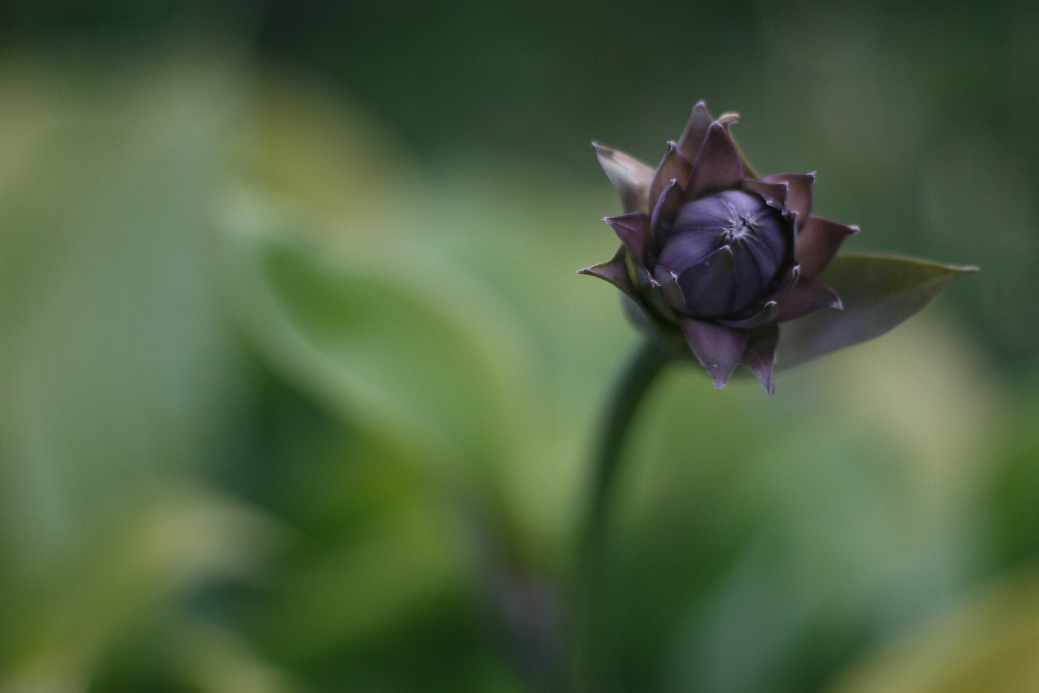 purple flower bud