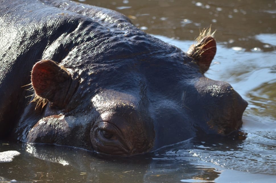 black hippopotamus preview