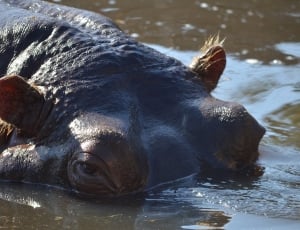 black hippopotamus thumbnail