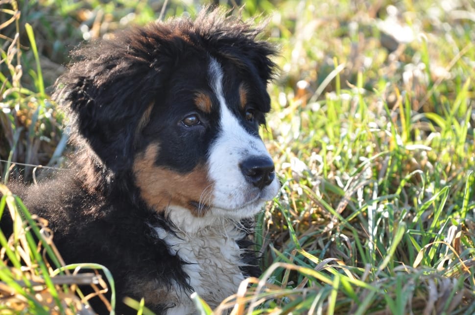 black tan and white short coat puppy on green grass preview