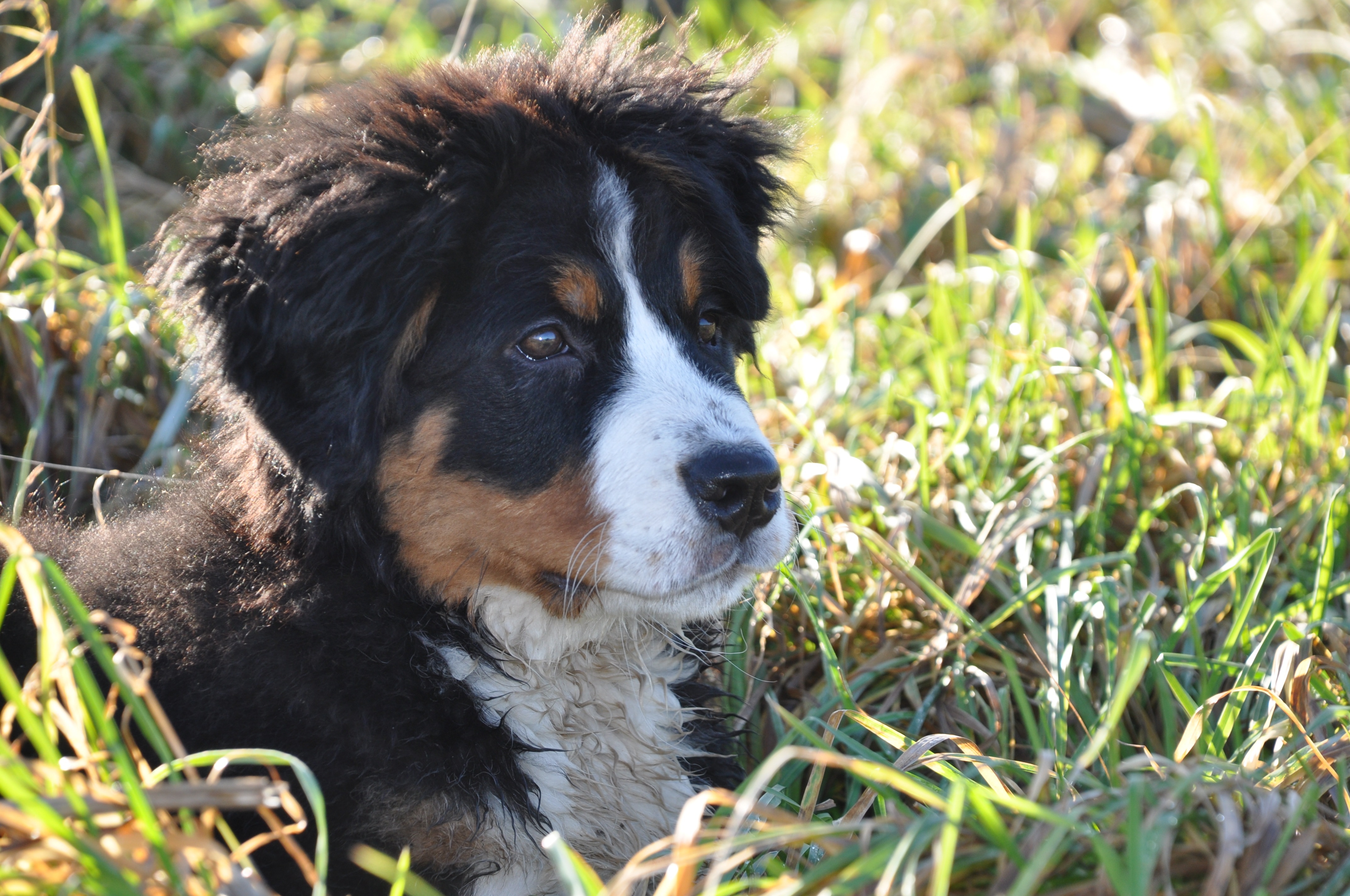 black tan and white short coat puppy on green grass