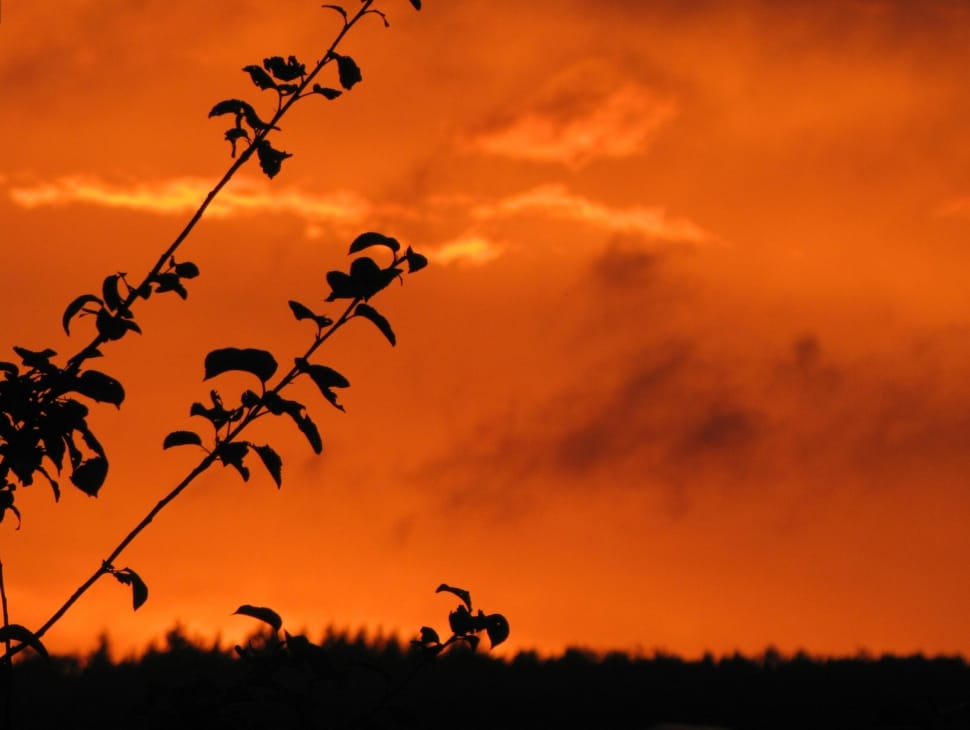 silhouette of plants under orange sky preview