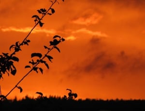 silhouette of plants under orange sky thumbnail