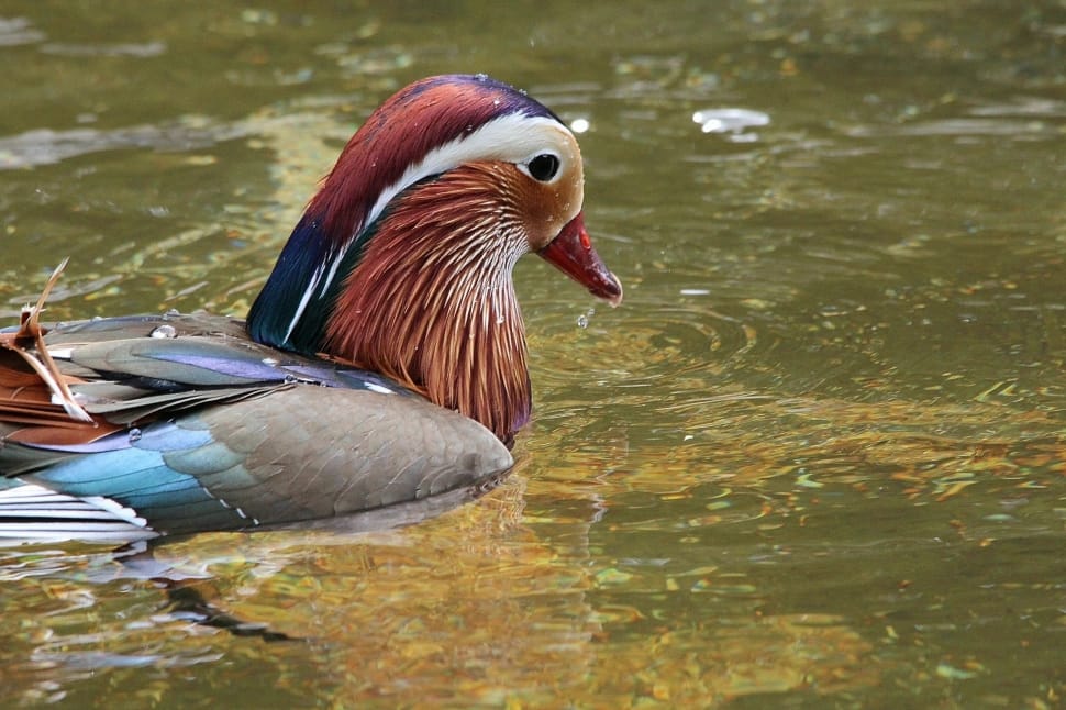 gray red and white duck preview