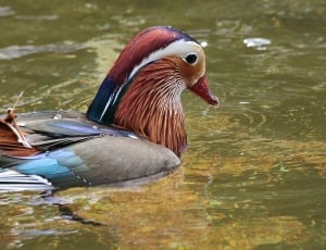 gray red and white duck thumbnail