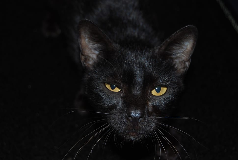 black short fur cat preview