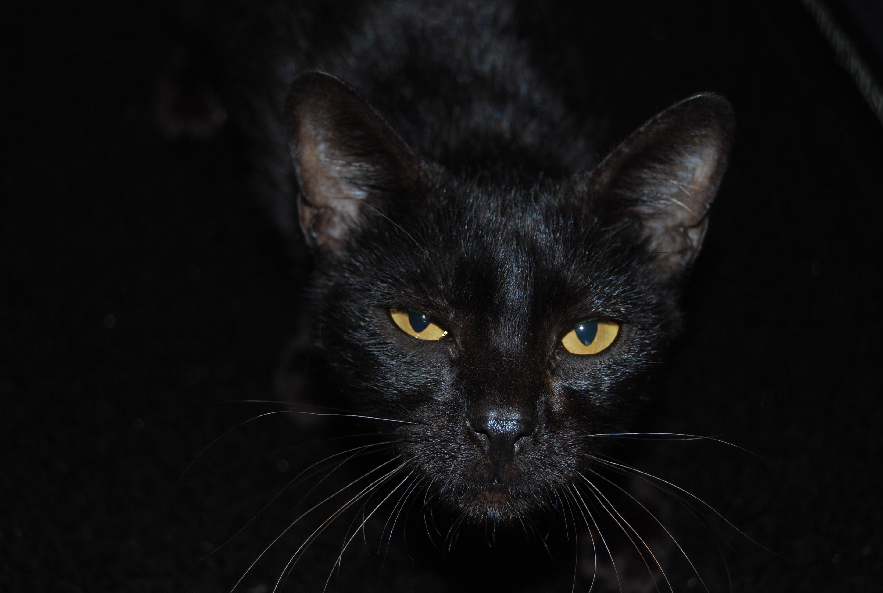 black short fur cat