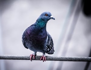 black and gray pigeon on black wire thumbnail