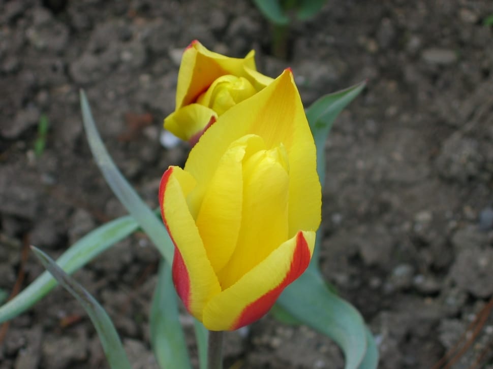 yellow-and-red tulips preview