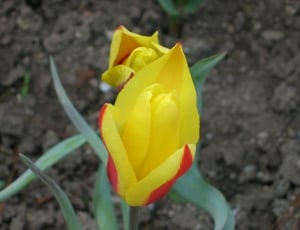 yellow-and-red tulips thumbnail