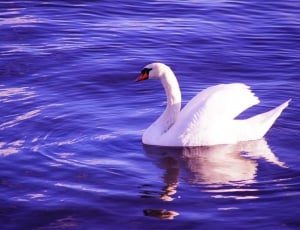 Blue, Water, Bird, Swan, White, one animal, animal themes thumbnail