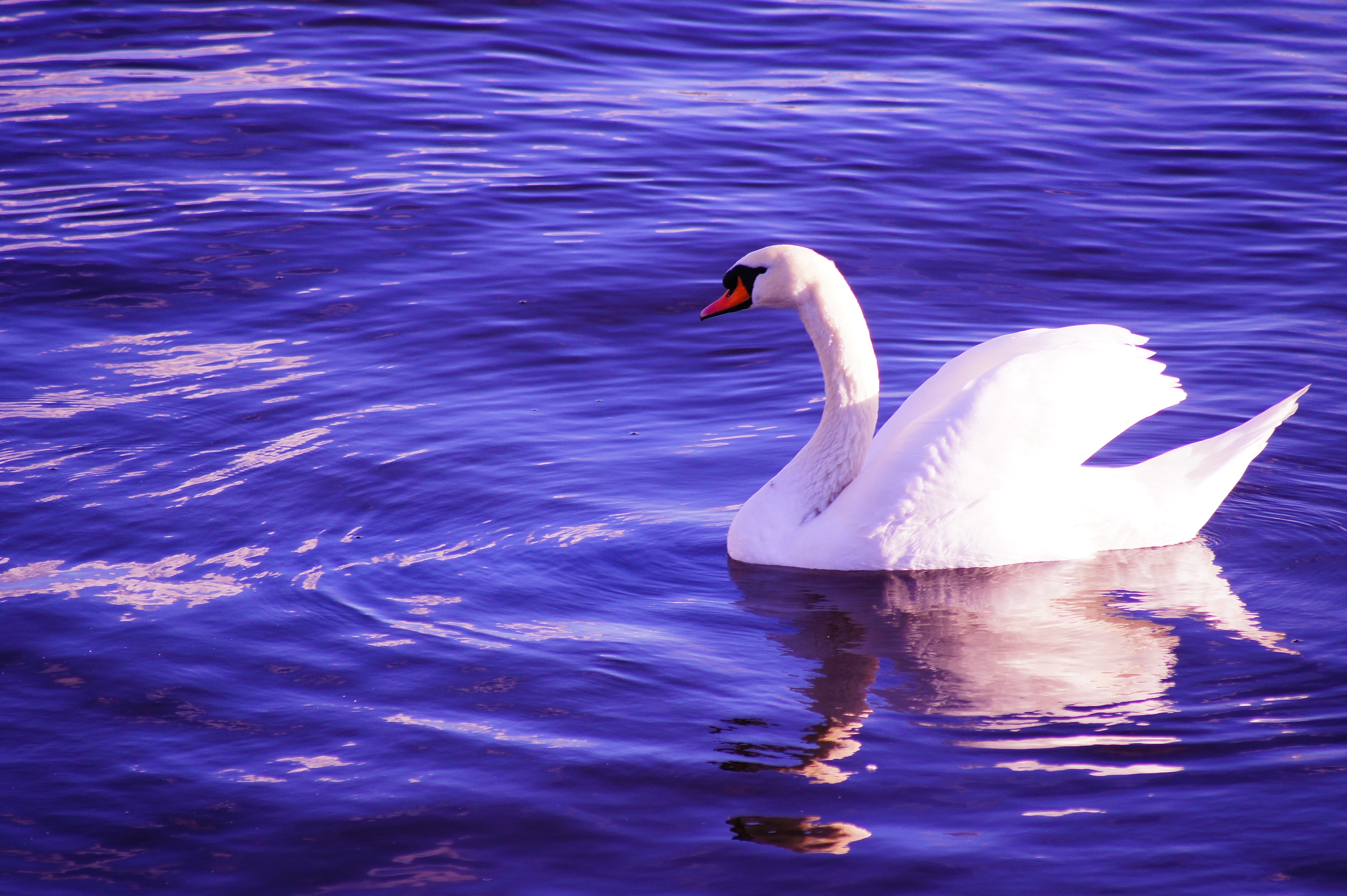 Blue, Water, Bird, Swan, White, one animal, animal themes