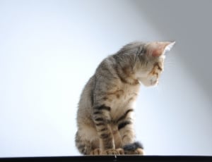 silver tabby cat on platform thumbnail
