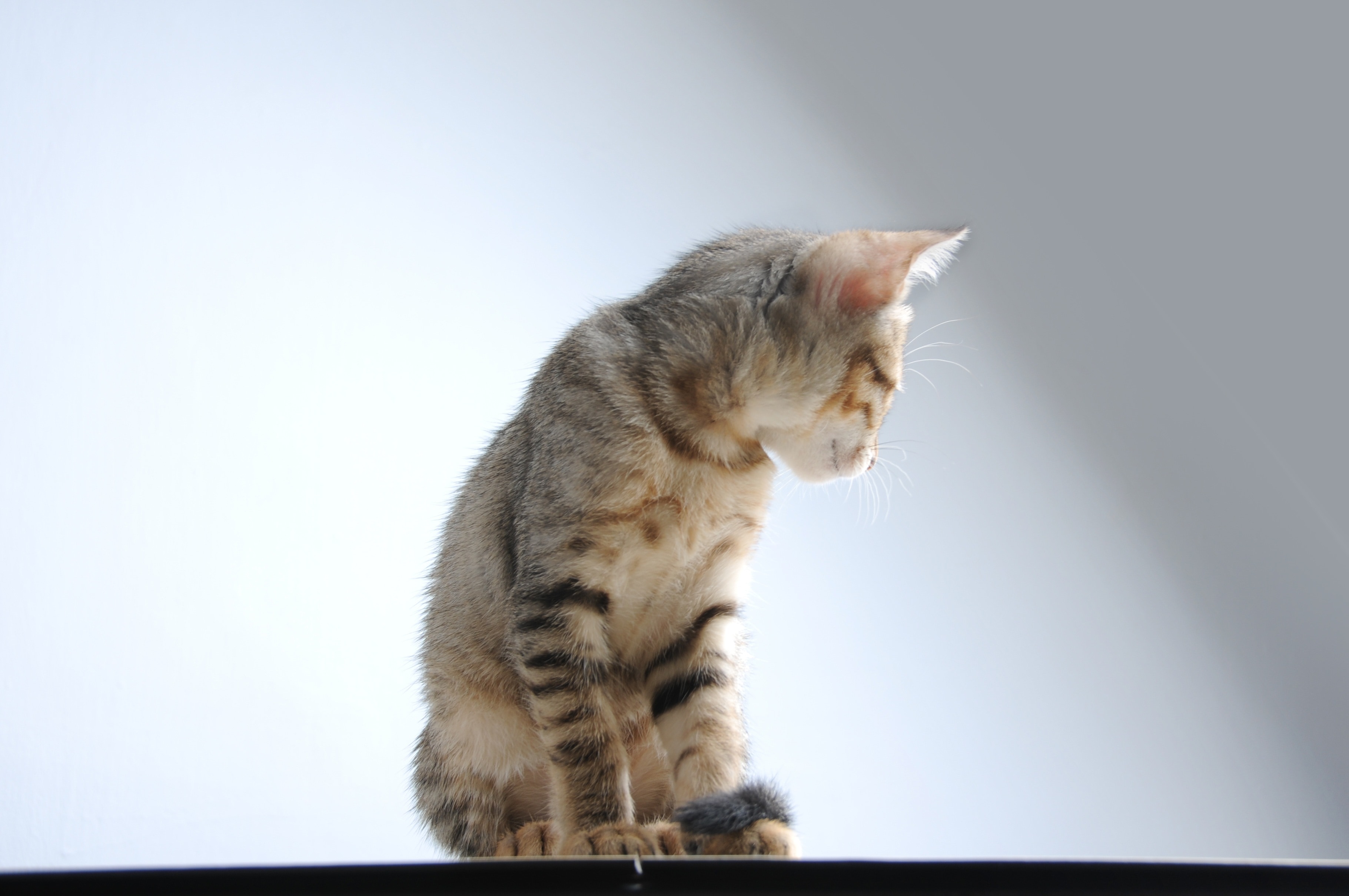 silver tabby cat on platform