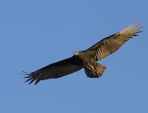 black and brown feathered eagle on sky during daytime thumbnail
