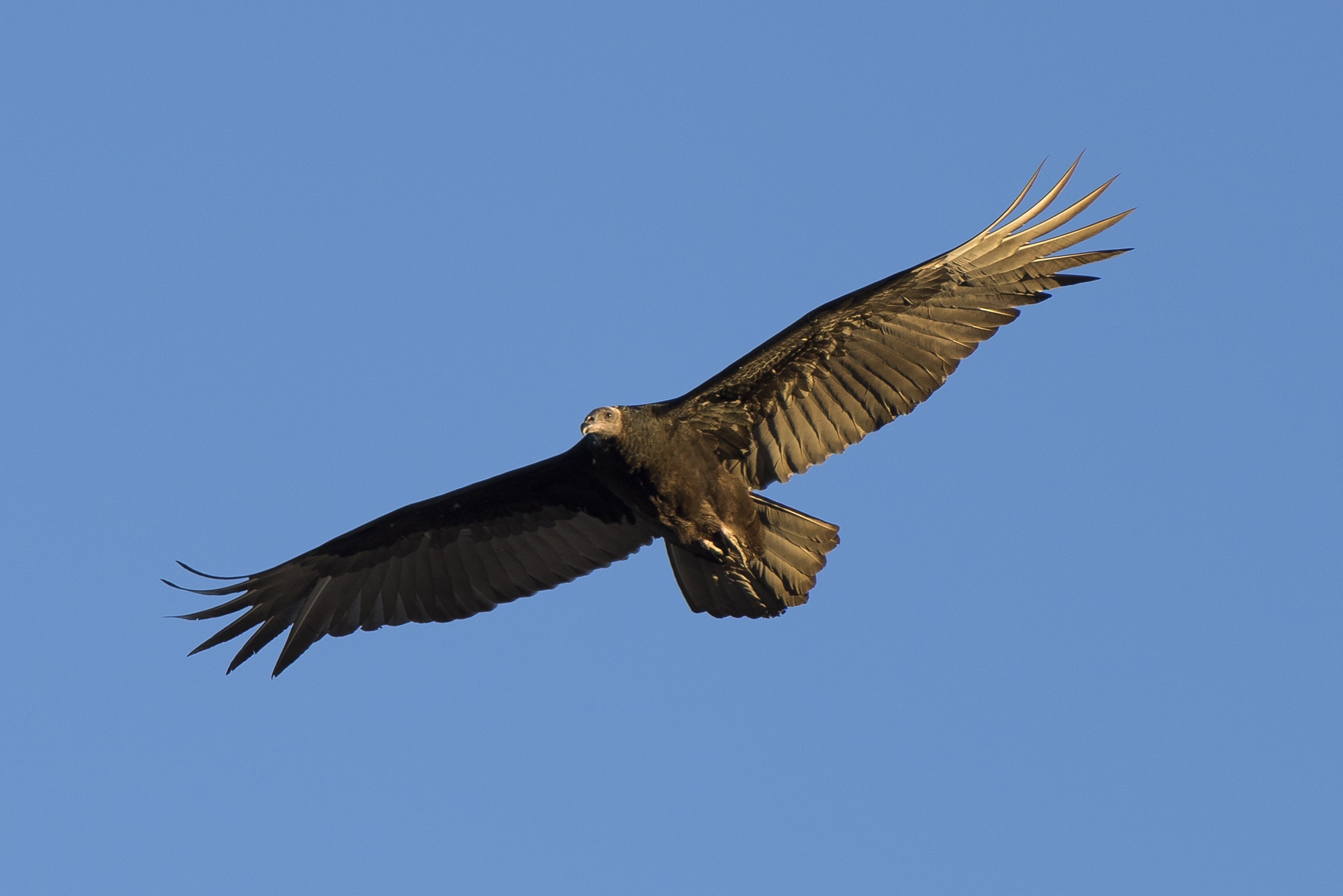 black and brown feathered eagle on sky during daytime