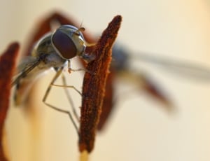 grey skimmer dragonfly thumbnail