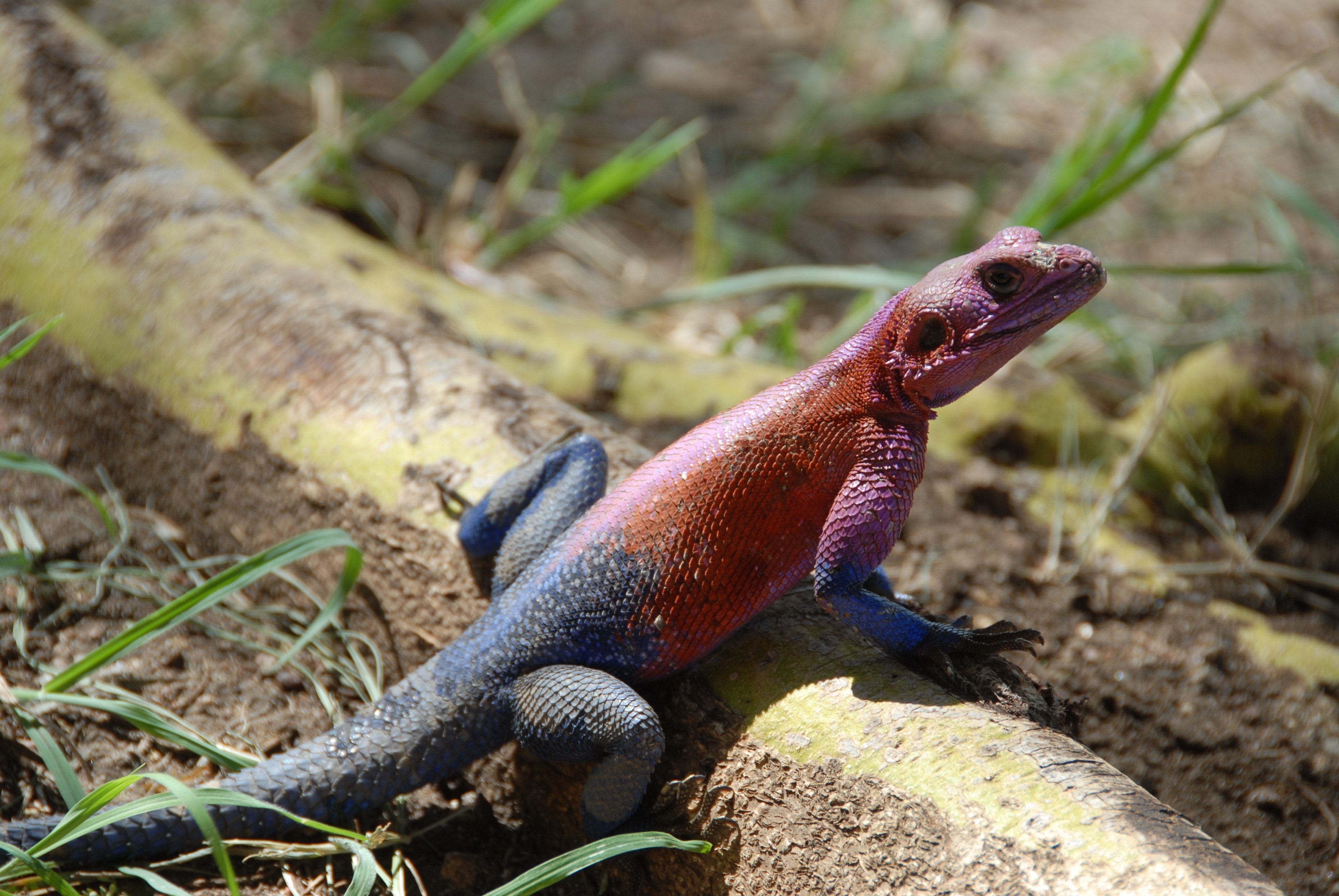 orange purple and blue gecko