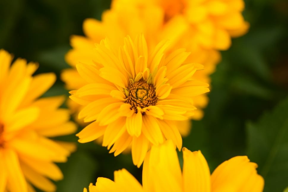 yellow chrysanthemums preview