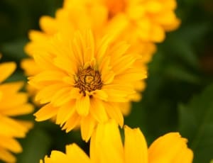 yellow chrysanthemums thumbnail
