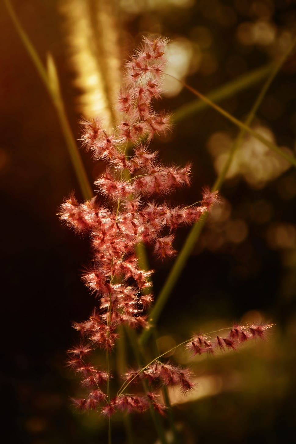 Yellow, Spring, Red, Sunset, Beauty, flower, fragility preview