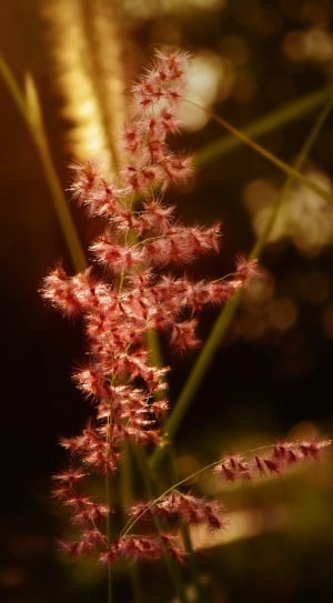 Yellow, Spring, Red, Sunset, Beauty, flower, fragility thumbnail