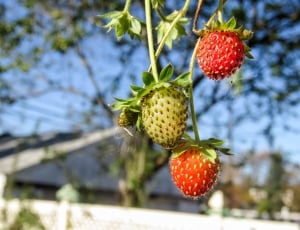 3 red and green strawberries thumbnail