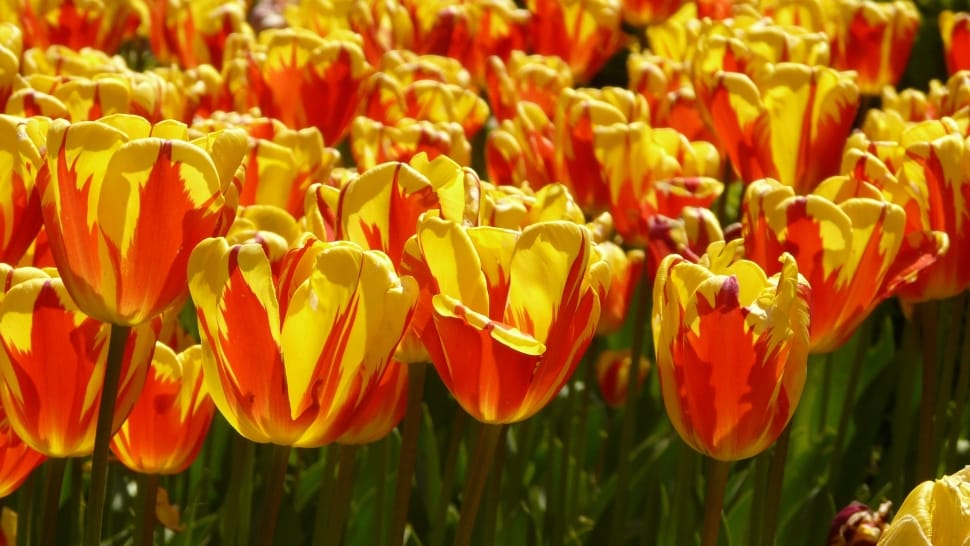 yellow and red tulip preview