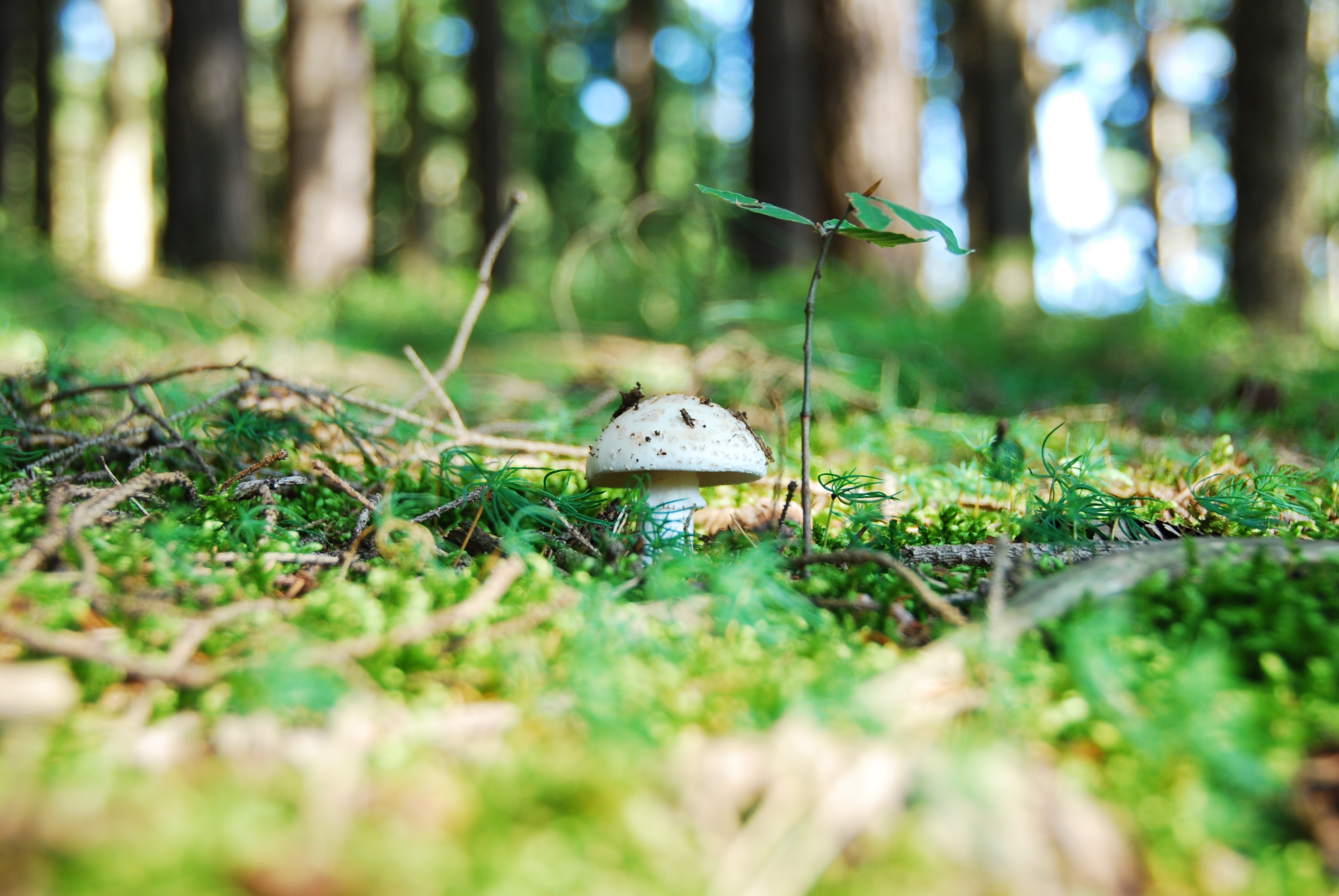 White, Root Champignon, Mushroom, Edible, selective focus, grass