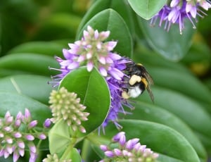 Nature, Foraging, Bee, Honey, Insect, flower, insect thumbnail