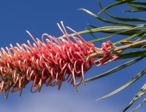 Grevillea, Flower, Australian, Native, low angle view, no people thumbnail
