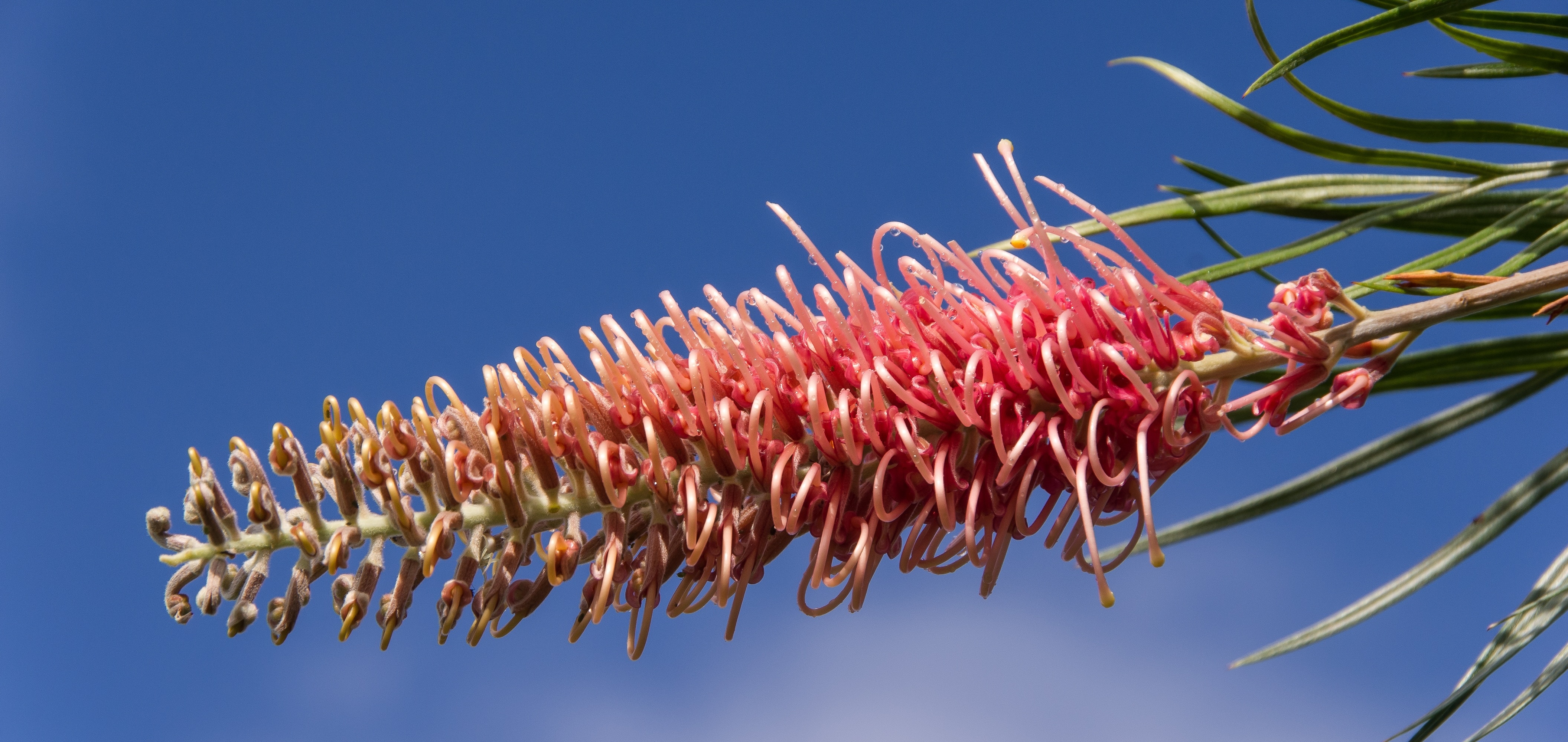 Grevillea, Flower, Australian, Native, low angle view, no people