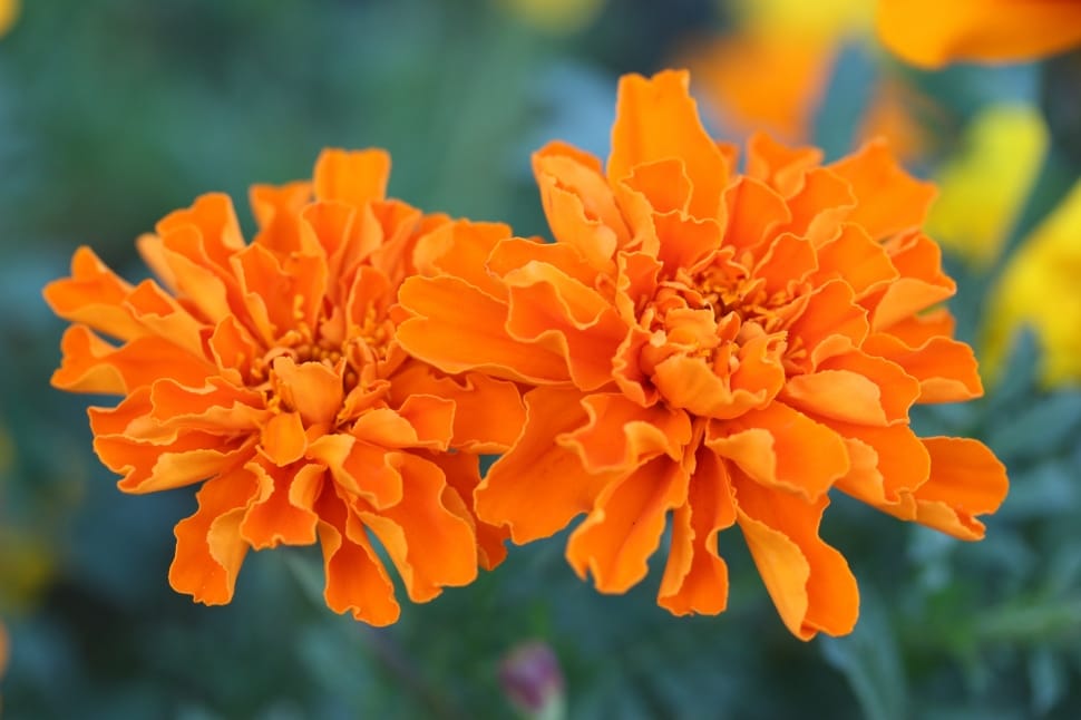 two orange flowers preview