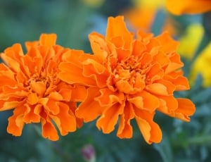two orange flowers thumbnail