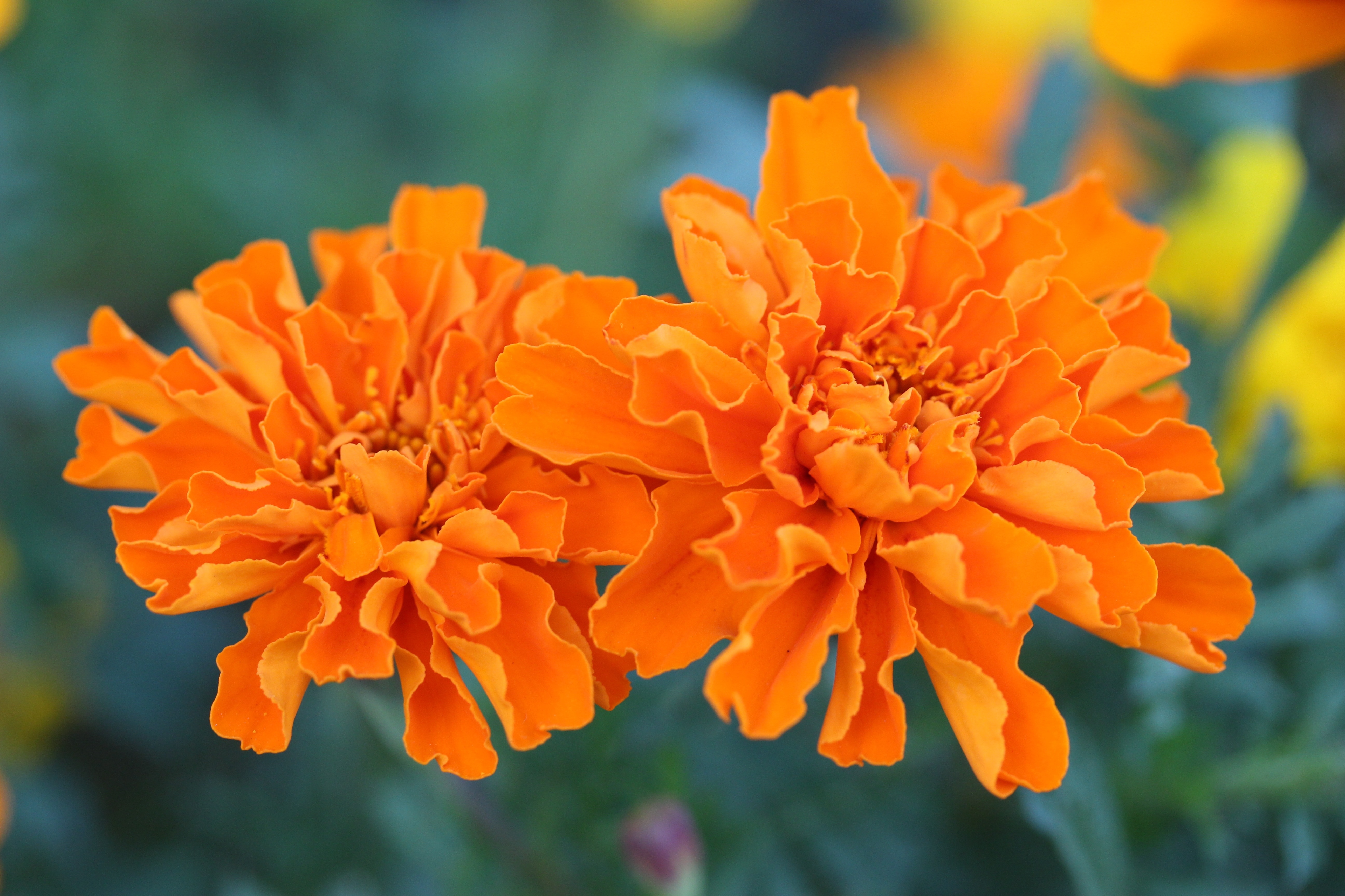 two orange flowers