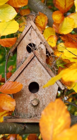 Home, Colorful, Aviary, Bird Feeder, yellow, autumn thumbnail