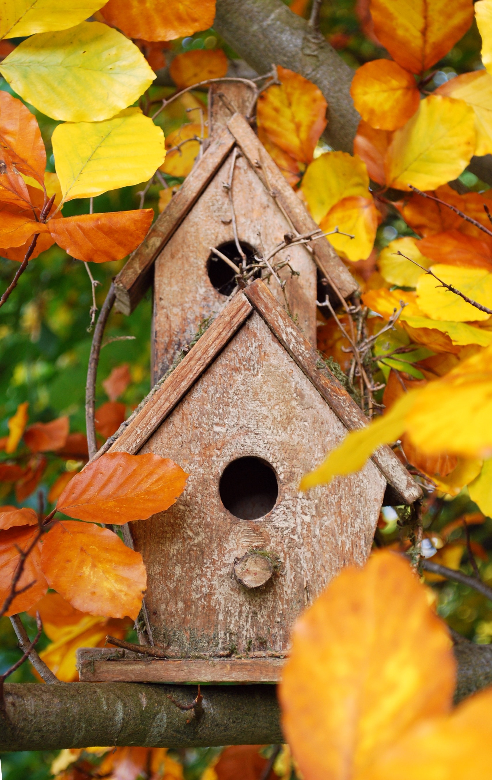 Home, Colorful, Aviary, Bird Feeder, yellow, autumn
