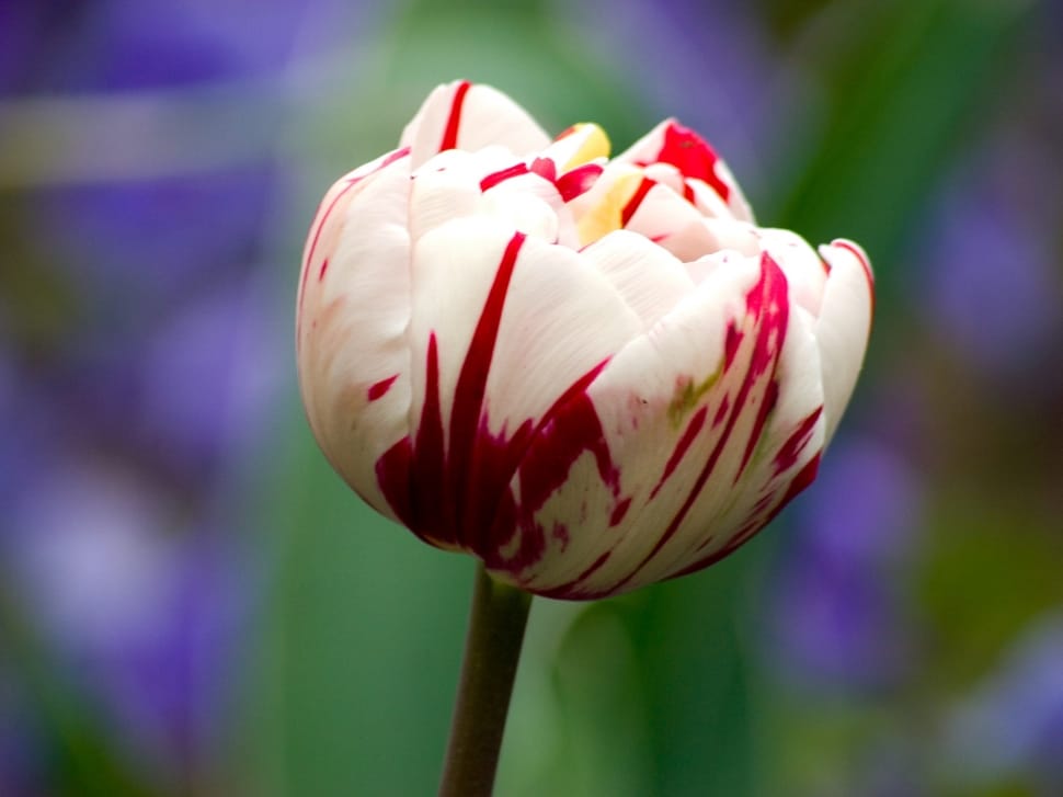 selective focus photo of white and red tulip flower preview