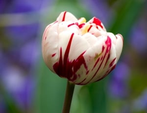 selective focus photo of white and red tulip flower thumbnail