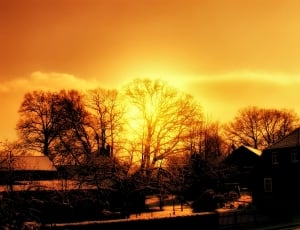silhouette of trees and houses during golden hour thumbnail