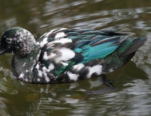 brown black white and gray duck thumbnail