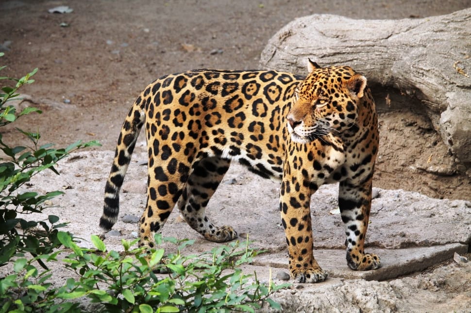 yellow and black leopard preview