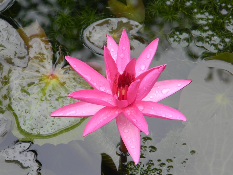 Flower, Water Lily, Nymphaea, flower, water preview