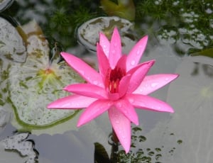 Flower, Water Lily, Nymphaea, flower, water thumbnail
