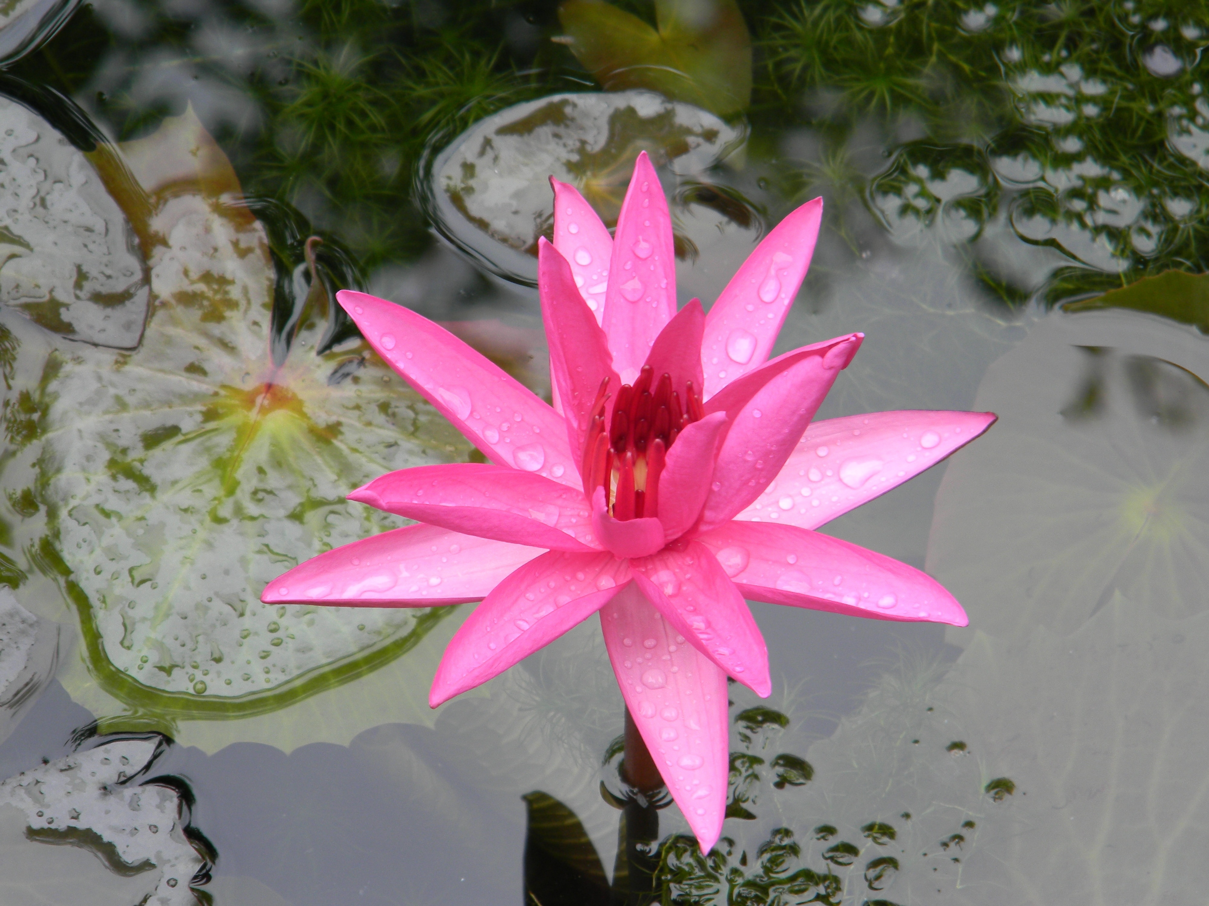 Flower, Water Lily, Nymphaea, flower, water