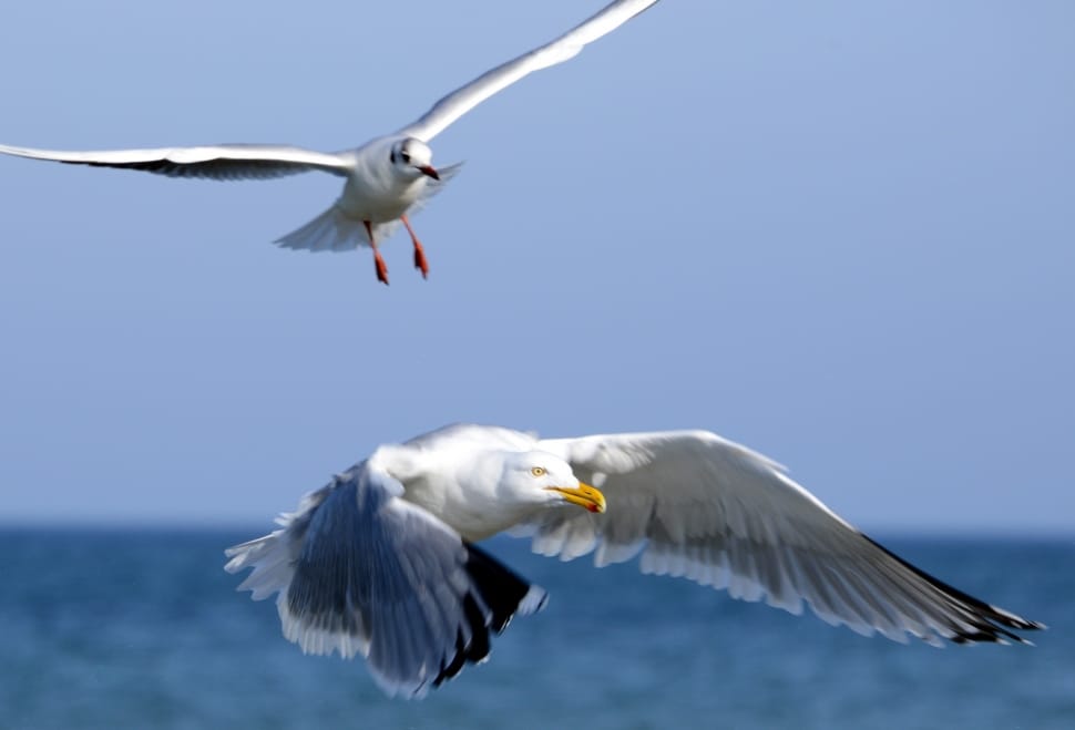 white and grey seagull birds preview