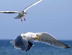 white and grey seagull birds thumbnail