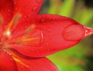Lily, Floral, Nature, Flower, Blossom, drop, red thumbnail