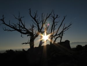 silhouette of bare tree thumbnail